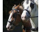 Bungalow Het Caitwickerzand op de Veluwe met paardenweide VMP024